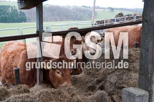 Hausrind (174 von 174).jpg